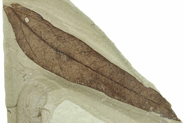 Fossil Leaf (Pos/Neg) - Green River Formation, Colorado #244666